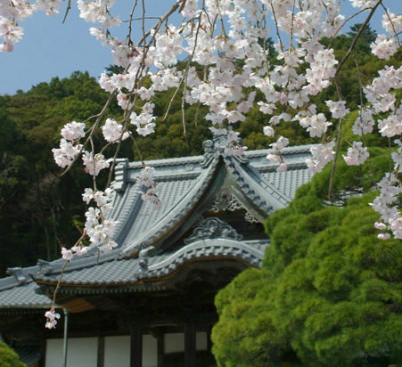 修禅寺　枝垂れ桜
