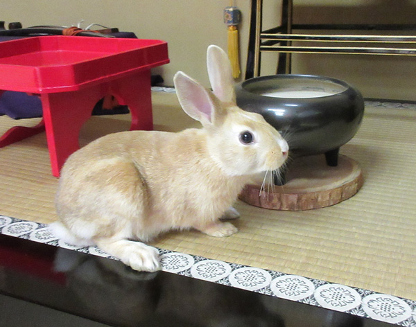 うさぎ里親募集中